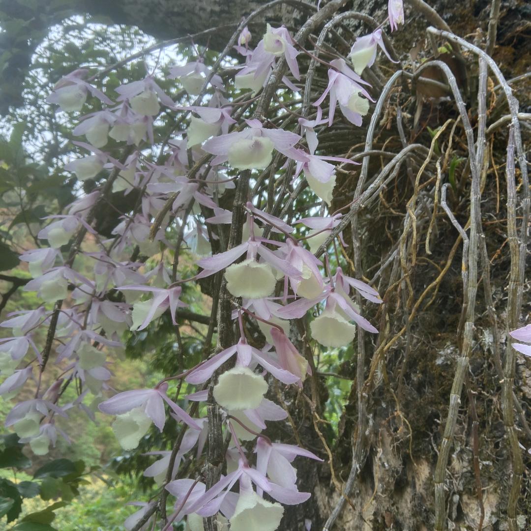 大山深处的帅哥