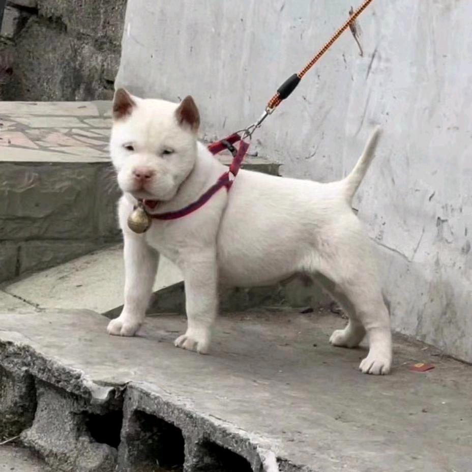 689猎犬