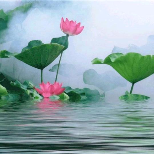 桂花莲子