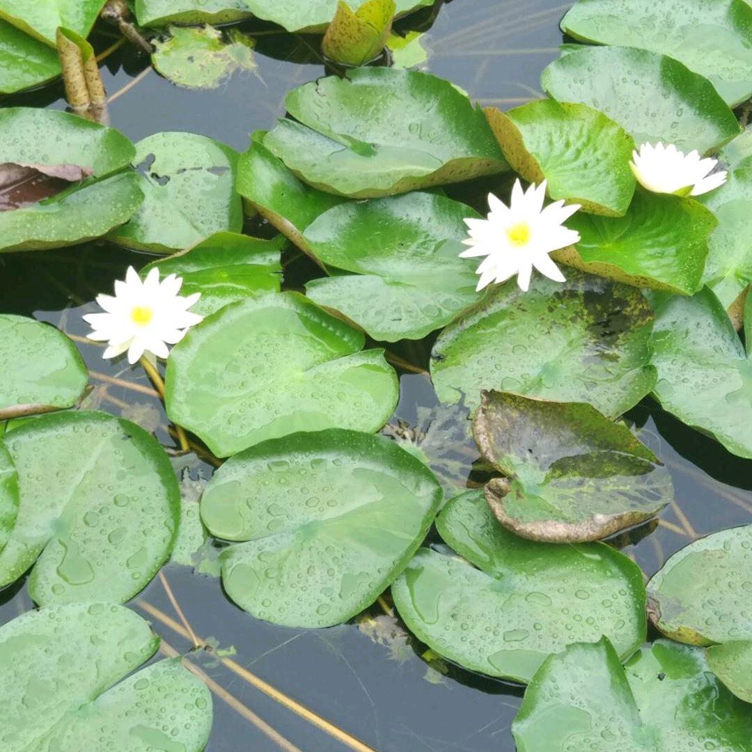 碧玉青泉