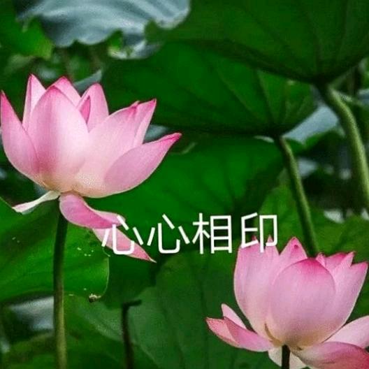 我是神的儿女
