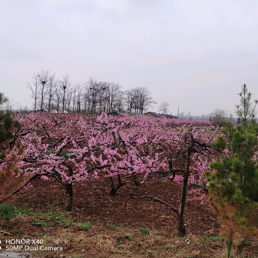 独自看守月亮……