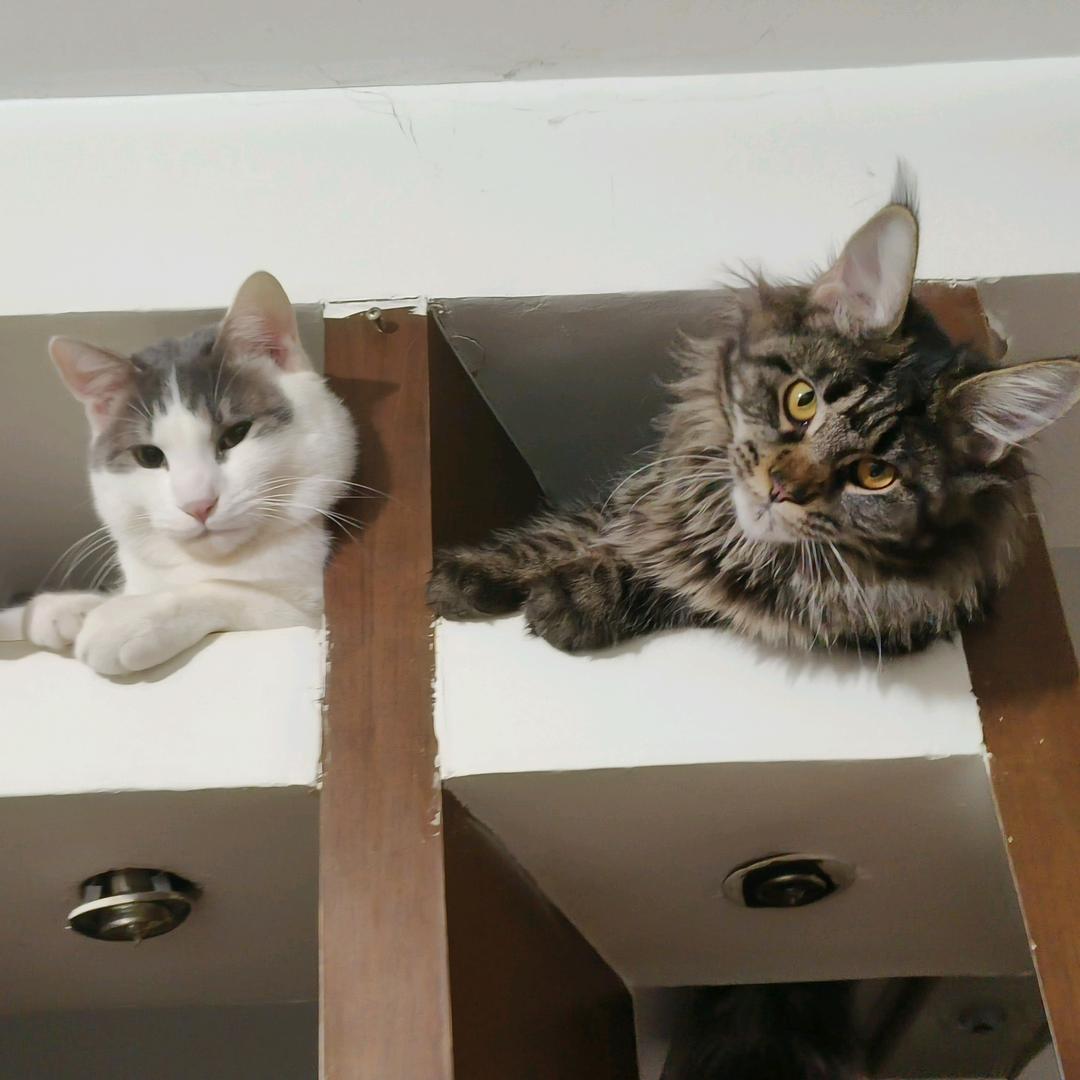 一位疯癫的先生丶