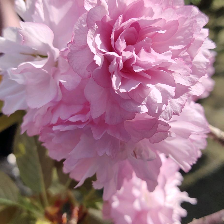 手推子我家还有了