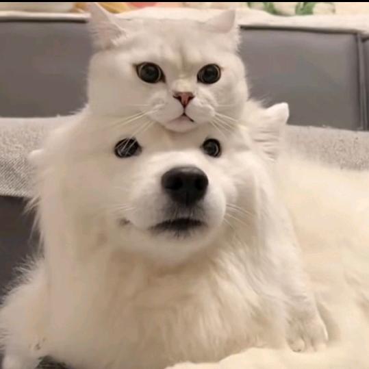 朱丹。