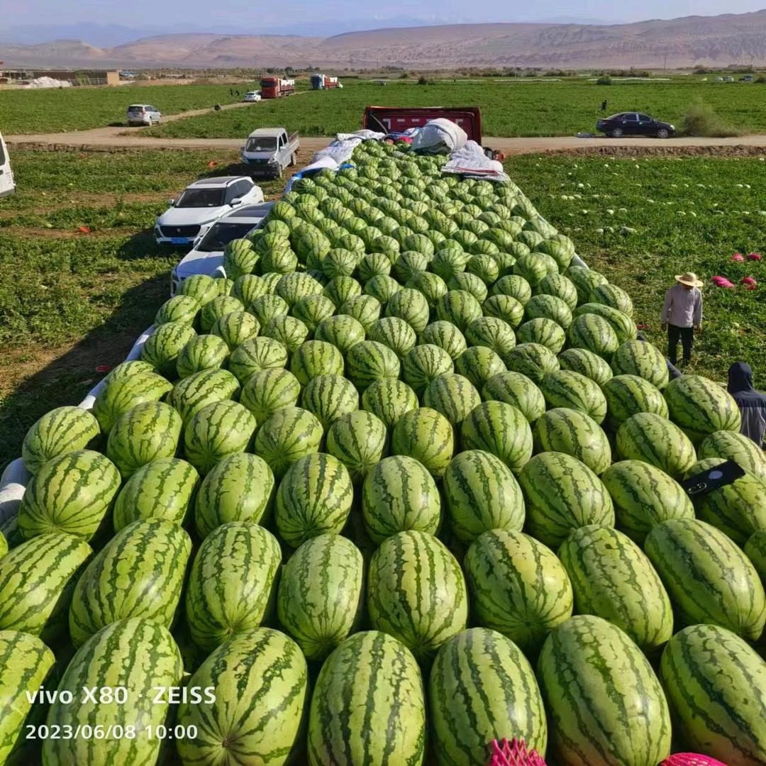 小马农业硒砂瓜