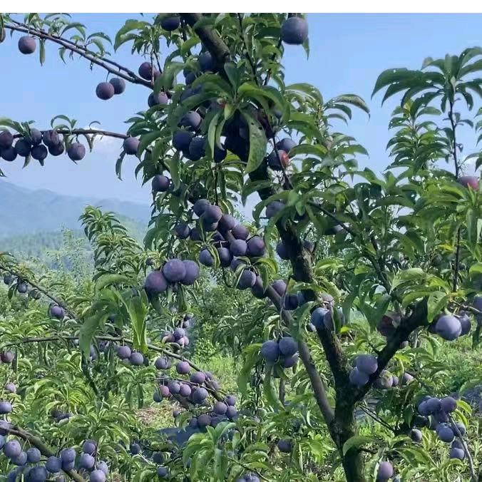 灞源商贸优品商行