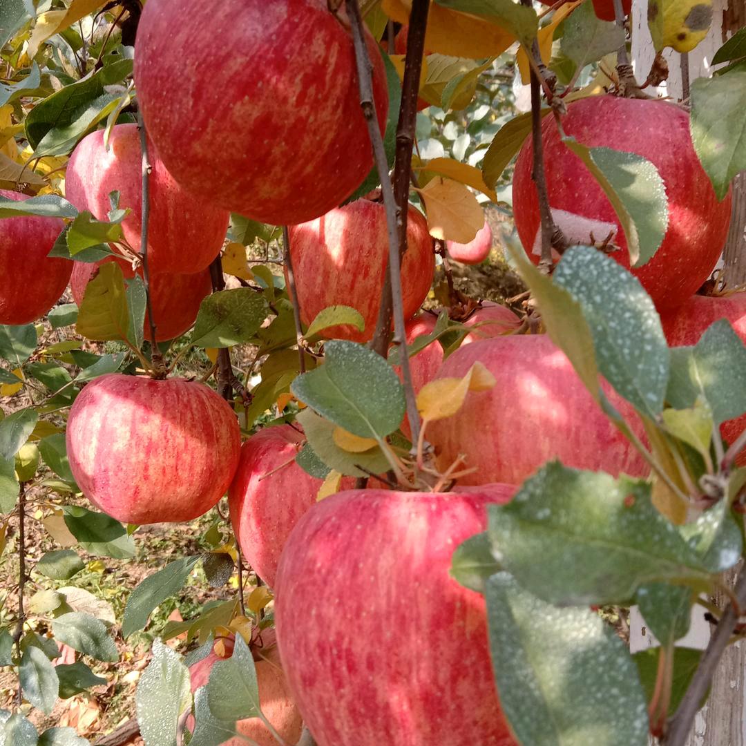 文青教您自制水肥堆肥