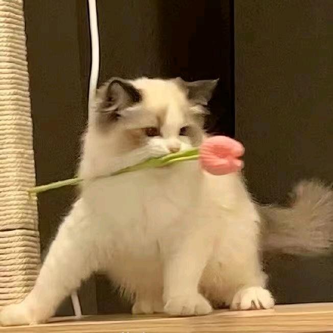 一场梦