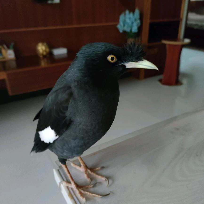 东东