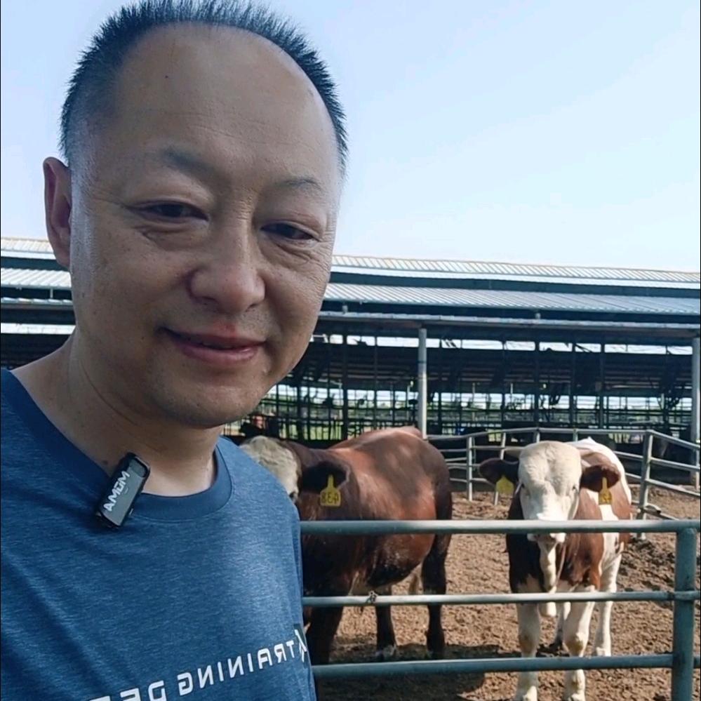 康深牧业小黄牛 康深庄园