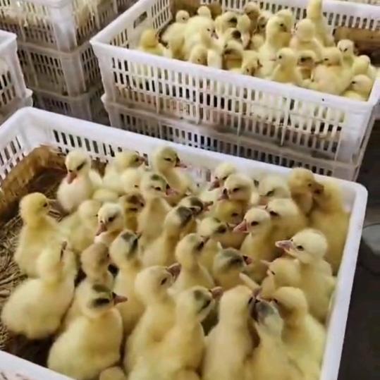 鑫鸿鹅苗孵化场