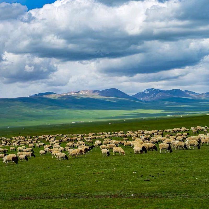 和静县斯坎代尔卖肉店