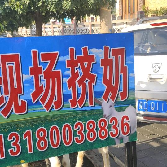 武安现挤鲜羊奶
