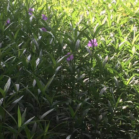 芮淇
