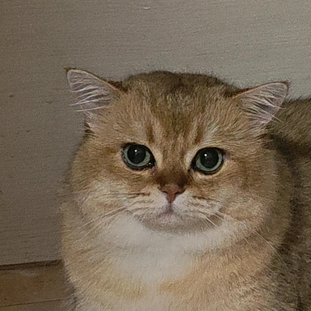 哎呀我去，金豆