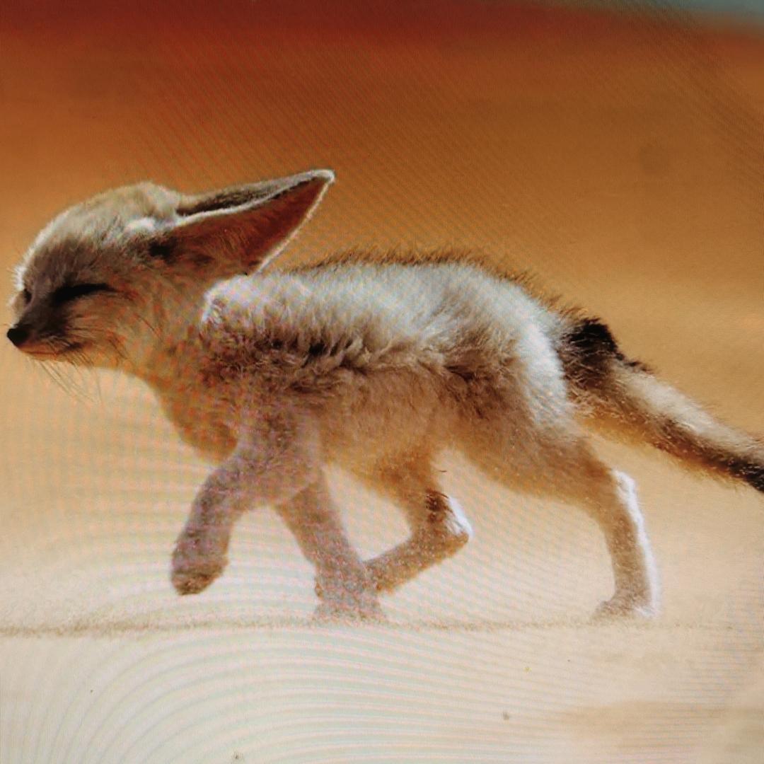 四处流浪的炎龙侠