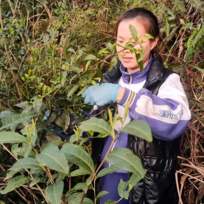 楠香茶叶福鼎白茶