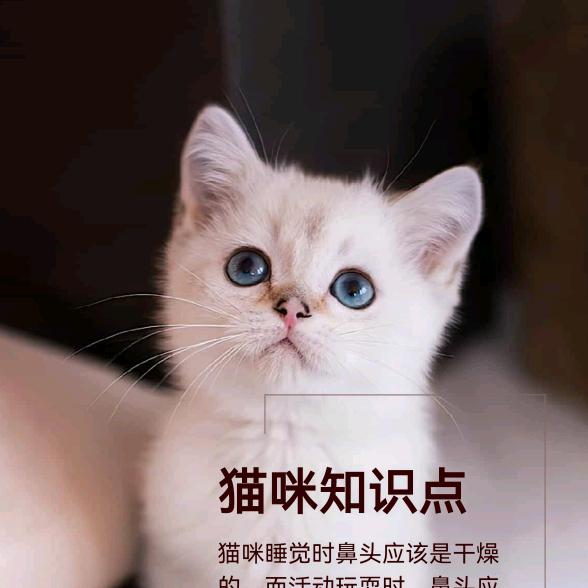 贺兰飞雪