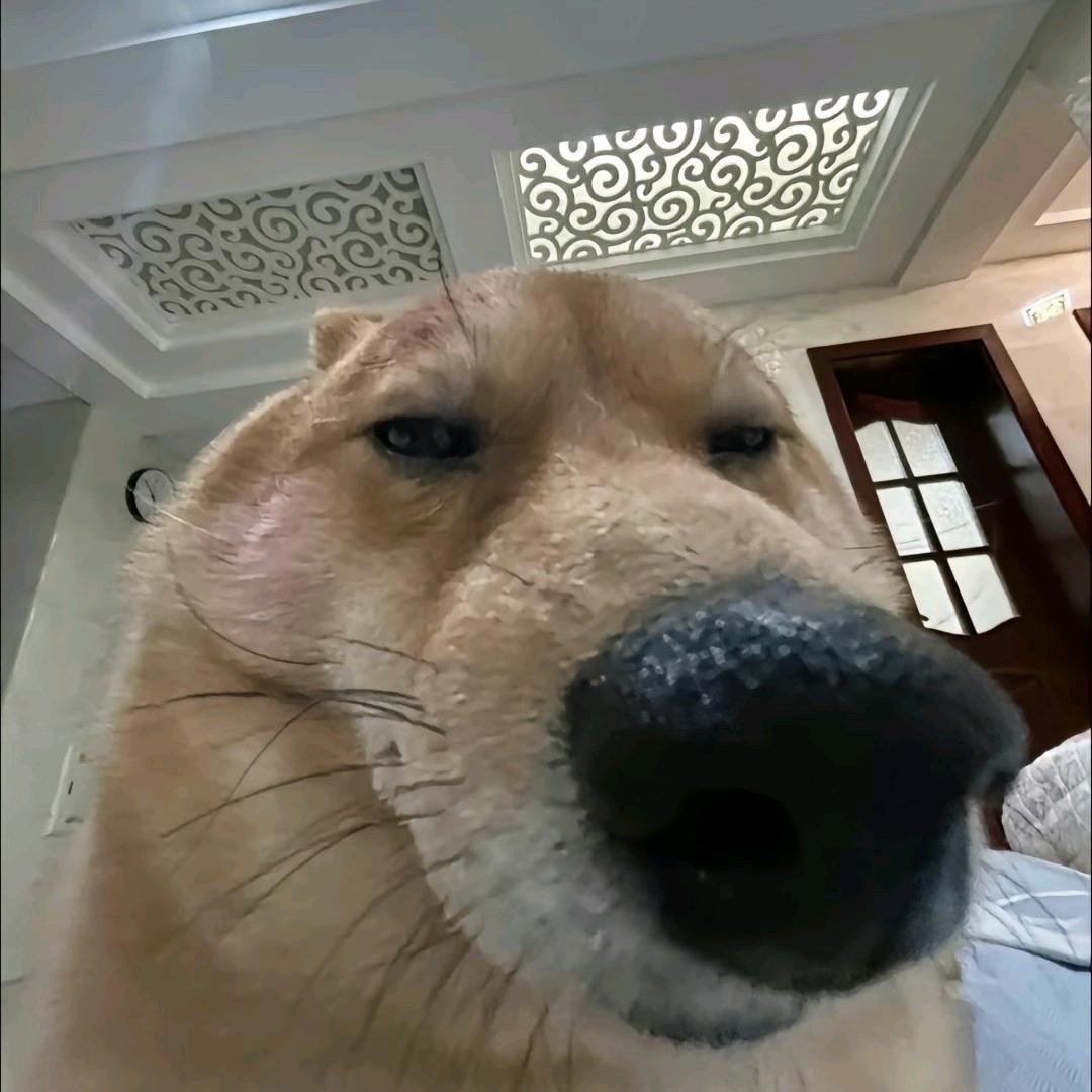 金丹期