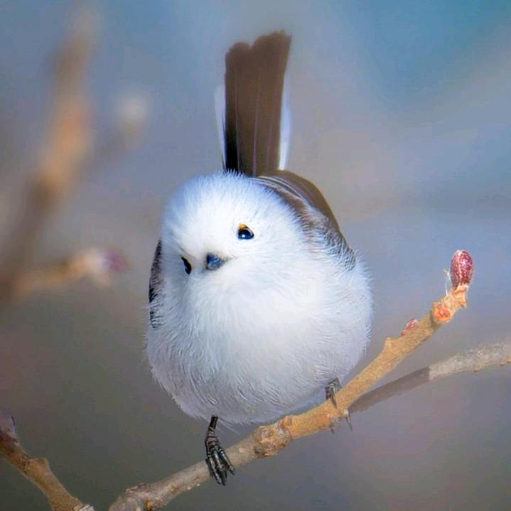 木丸子