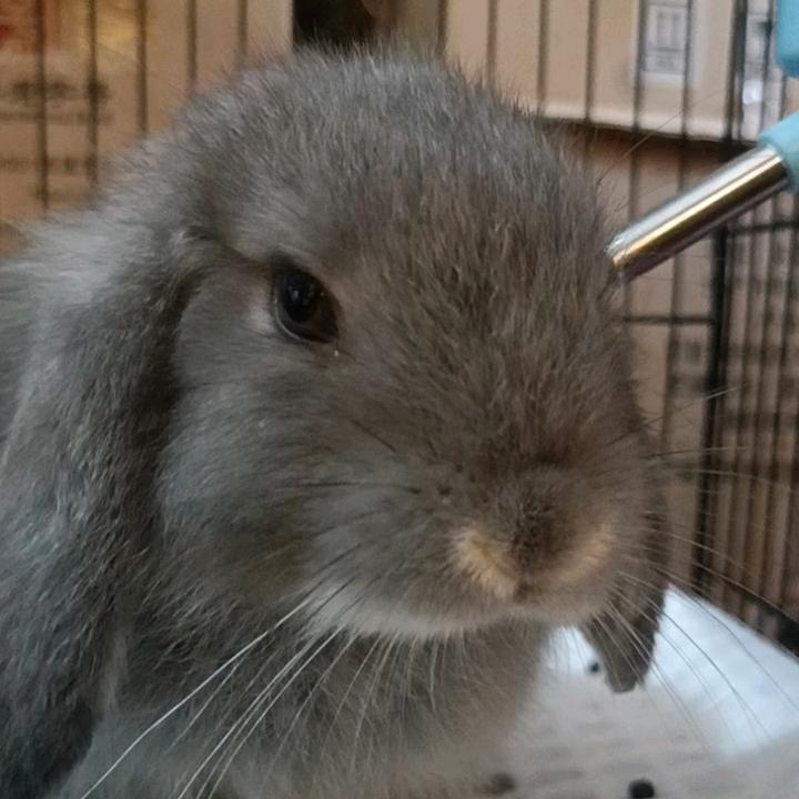 肖肖咱不哭