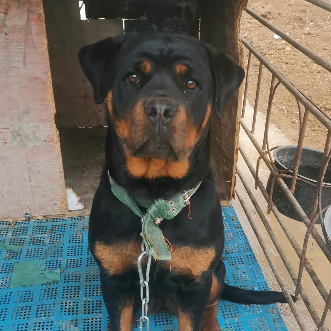 李强包桌社，在养罗威纳