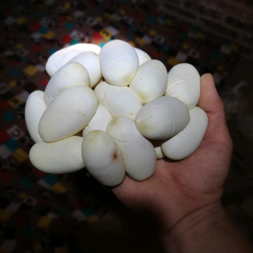 威旺养蛇全国可游