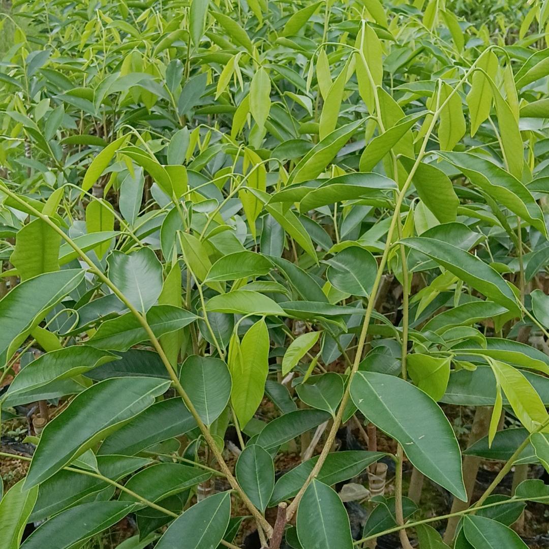 良缘棋楠育苗基地