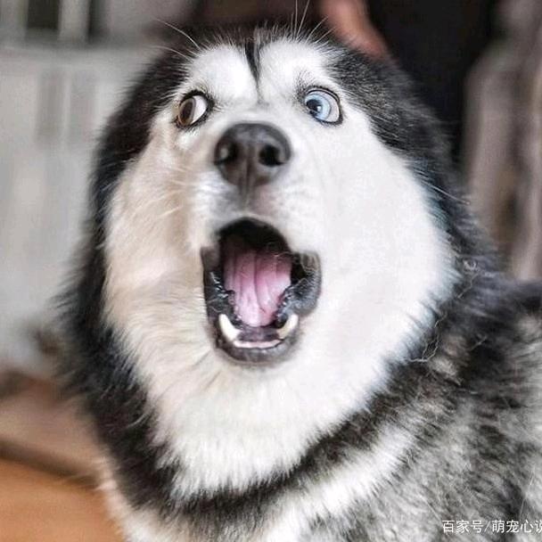 二哈（暗区突围pc）