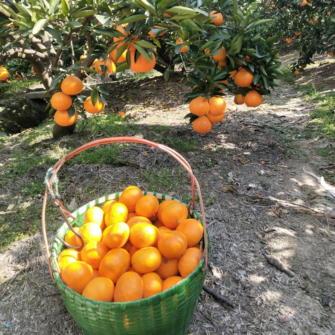 正宗涌泉蜜桔