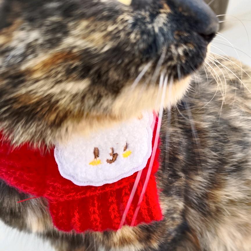 ค有᳐点猫饼᳐ ฅ ੭ﾞ