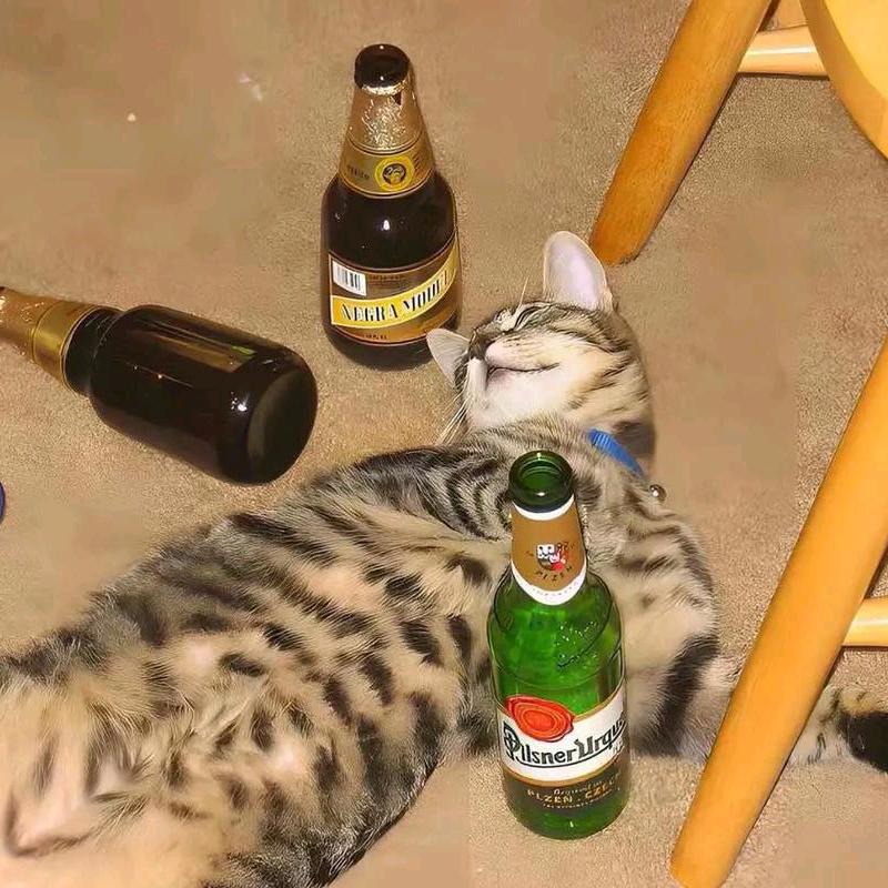 云龙