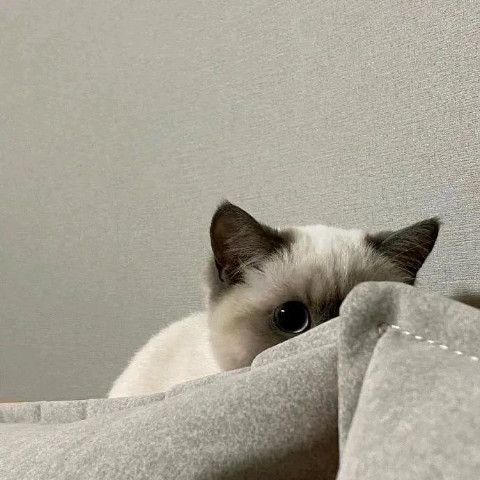 喵喵喵