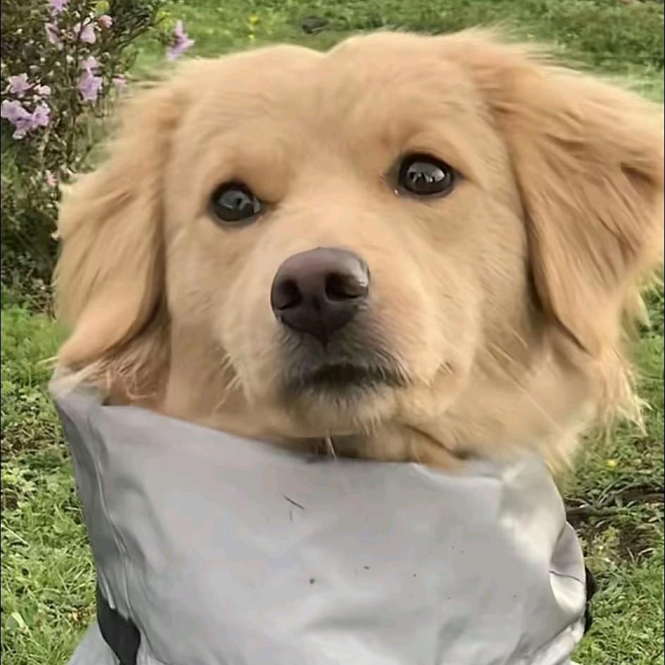 高冷霸总兜不住屎被妻子暴揍