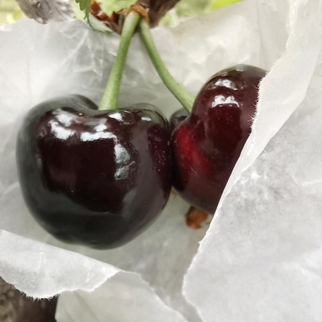 种水果的小郑