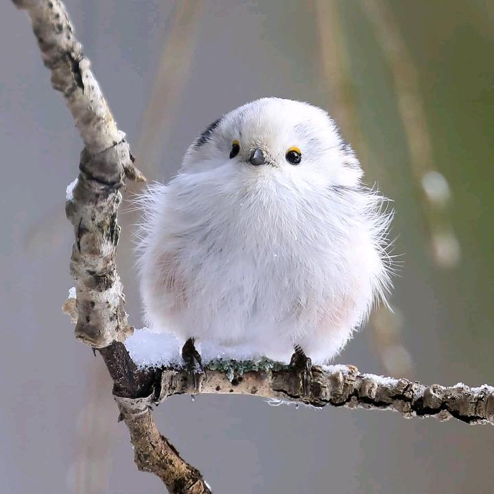 军