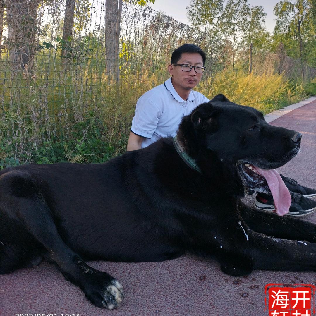开封海轩猎狼犬