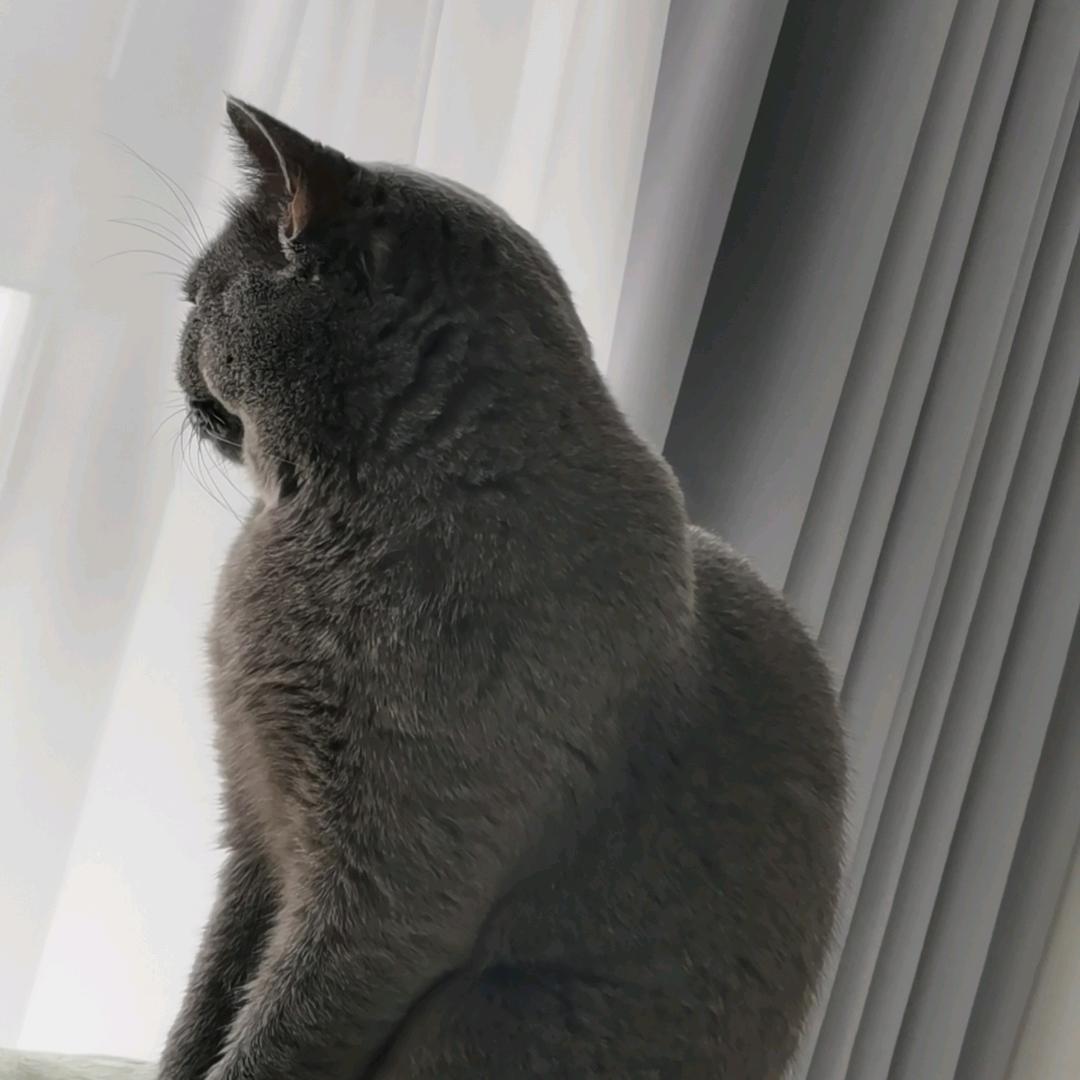@小宝🐈🐈