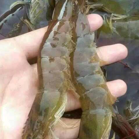老海 海货