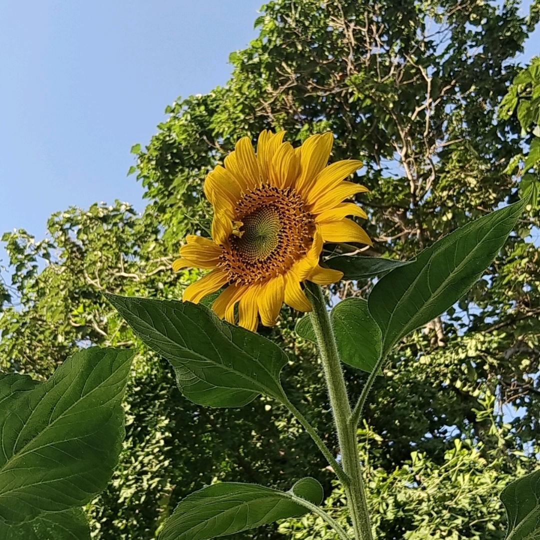 一朵超大的向日葵🌻