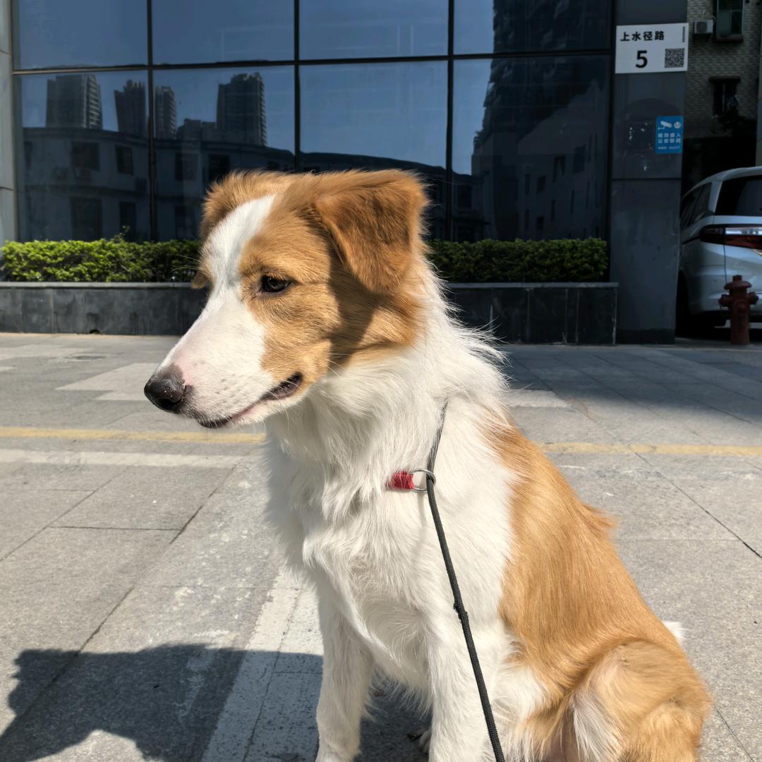 多宠小爬