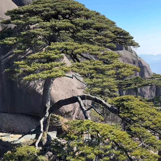 岁月无声
