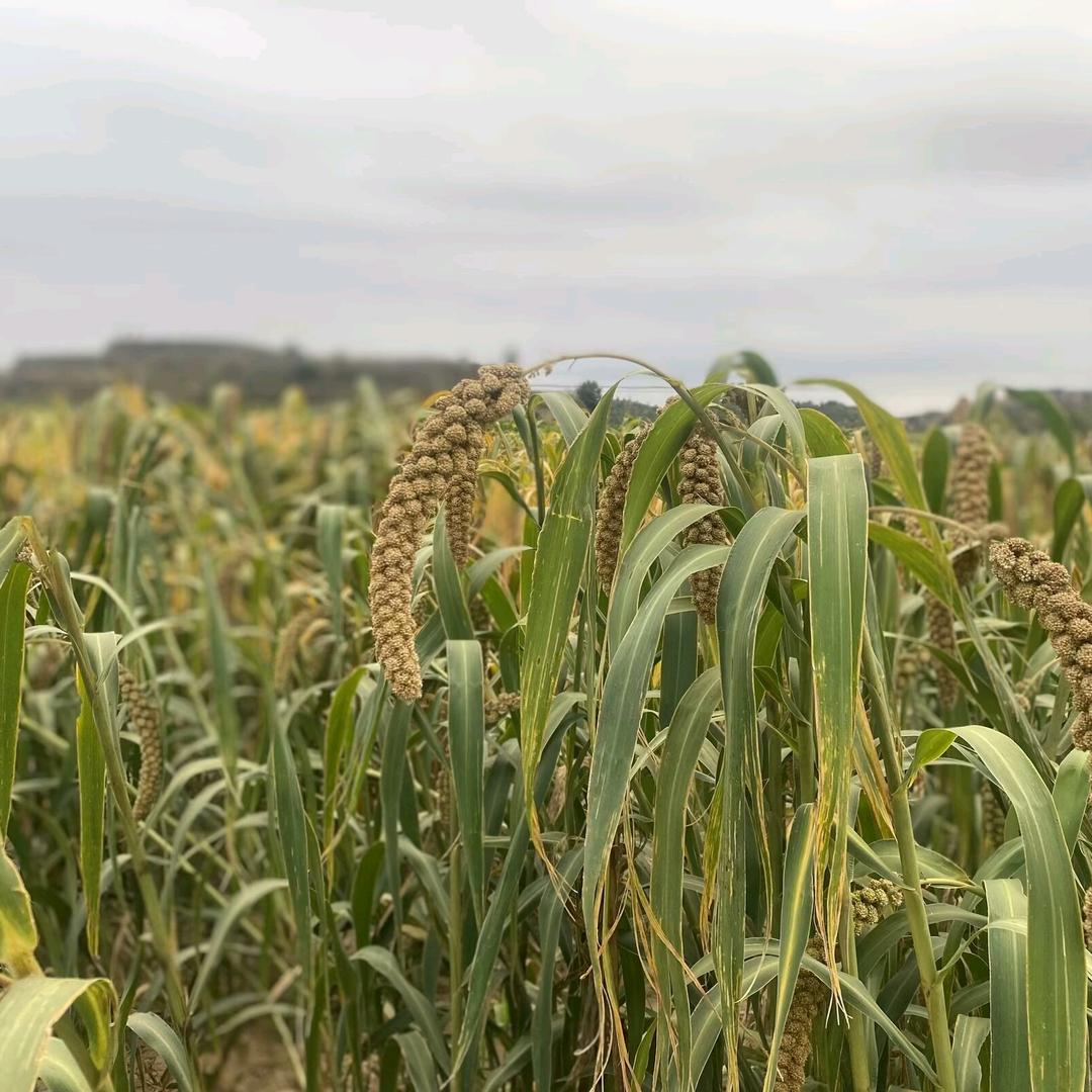 海林（316）拒聊