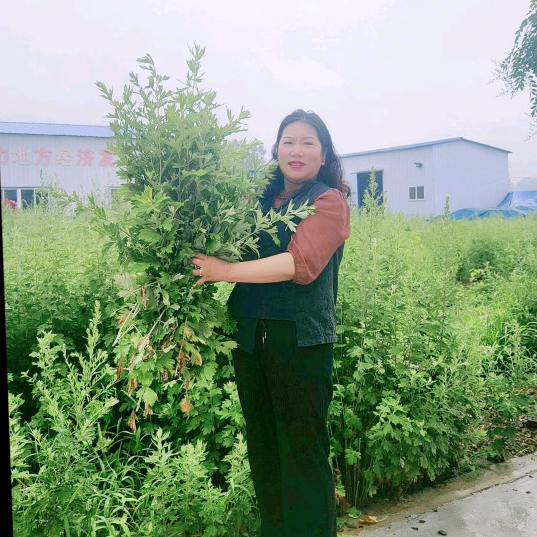 信阳刘丫丫艾草加工源头工厂