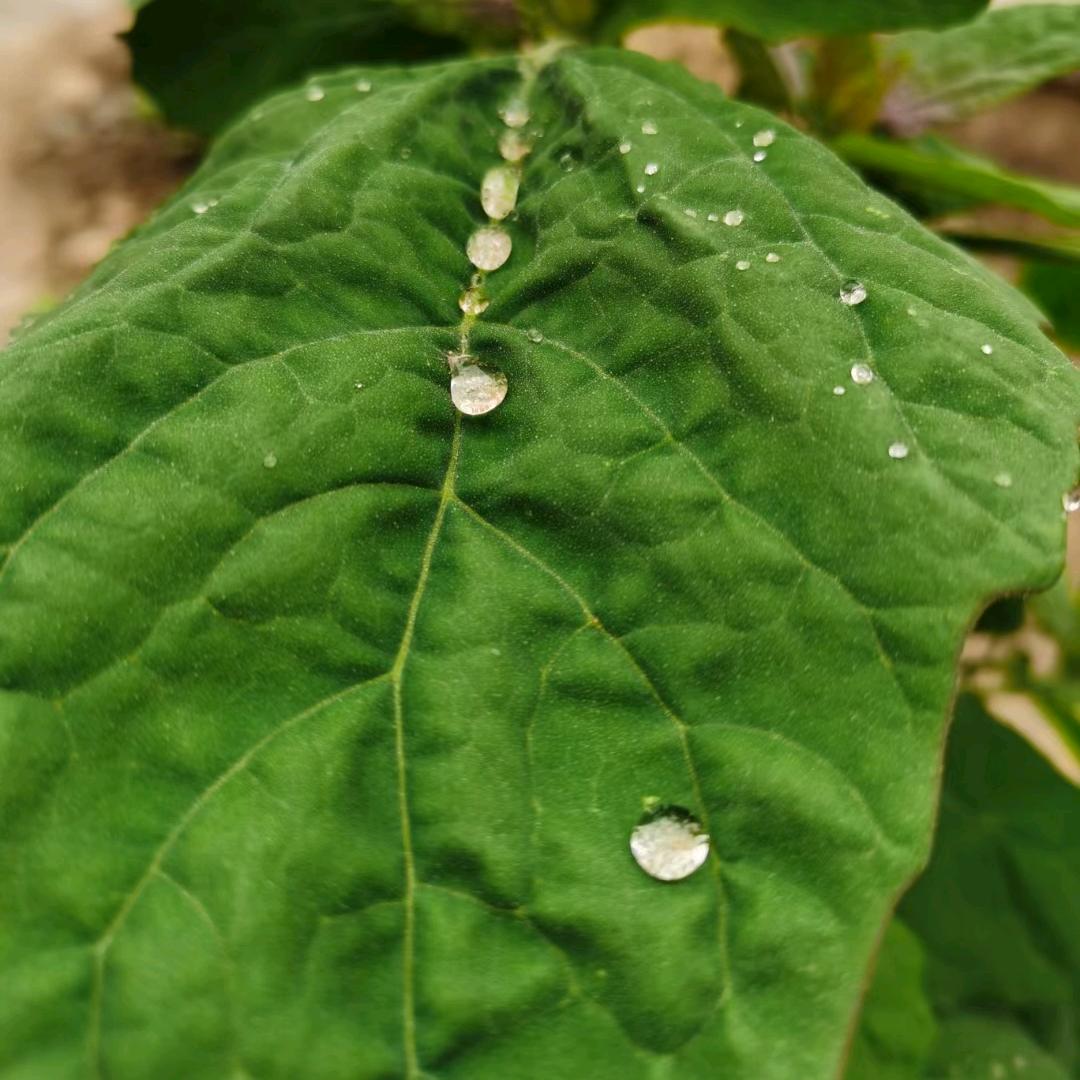 忘忧君雨声助眠