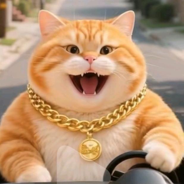 摩登橘猫