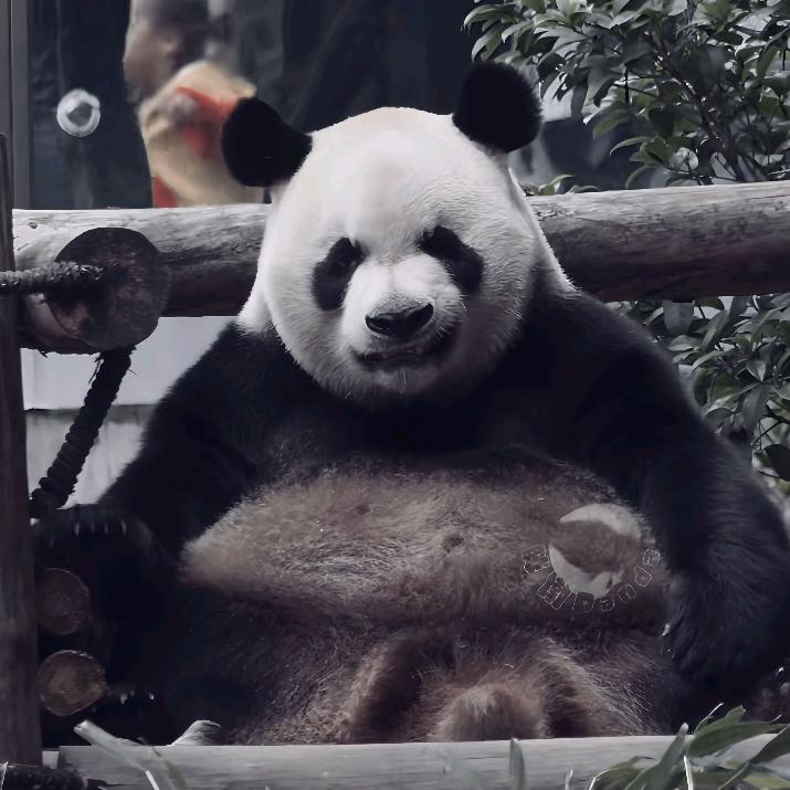 徽哥