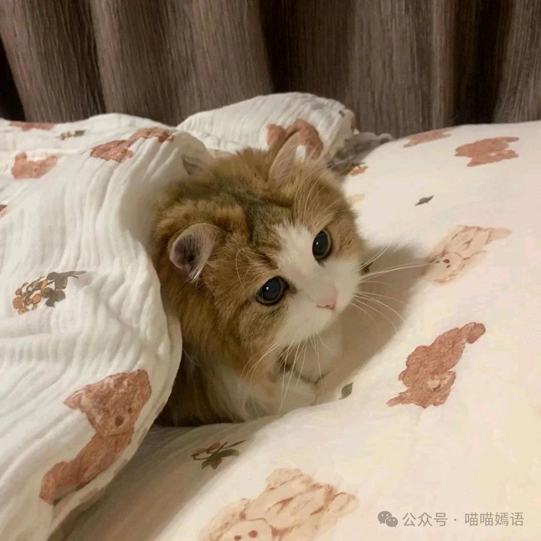 猪头远离我kk