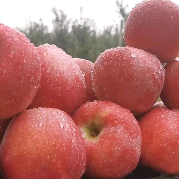 千阳院红家庭农场